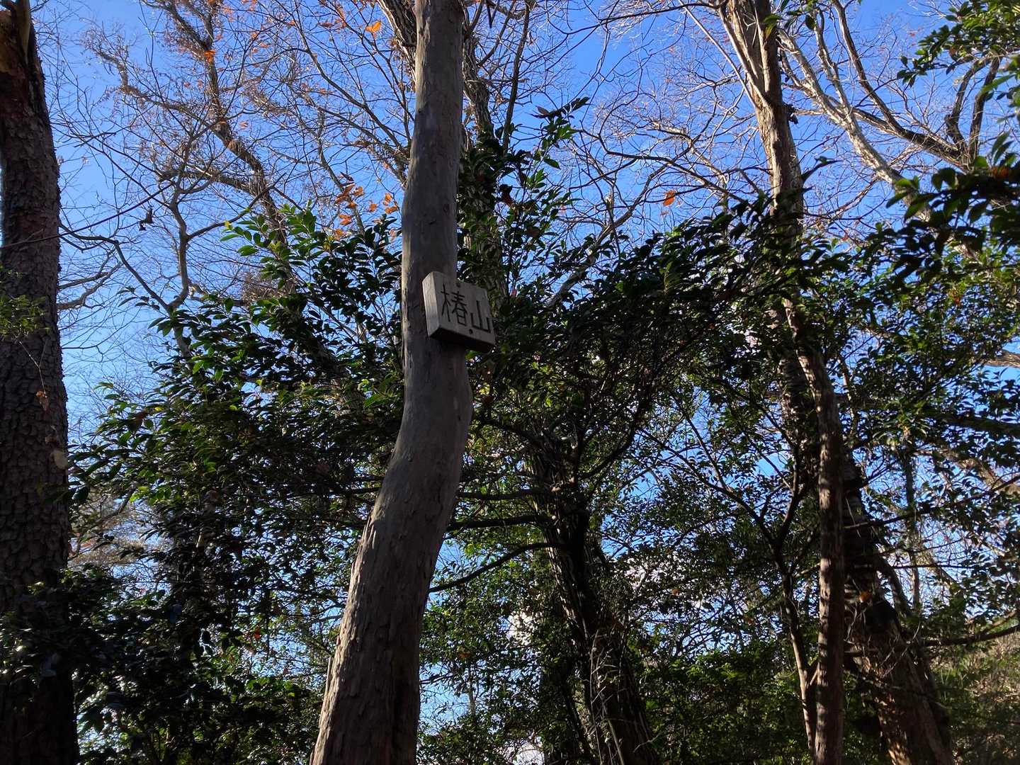 椿山_Peak4