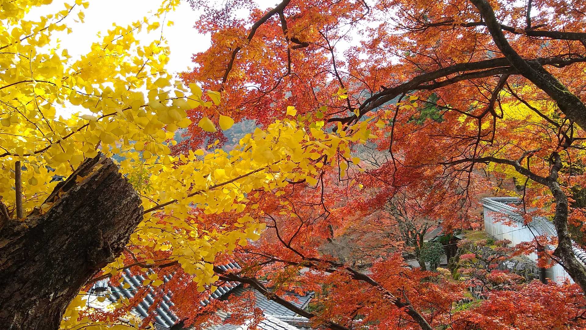 黄色と赤のコントラスト