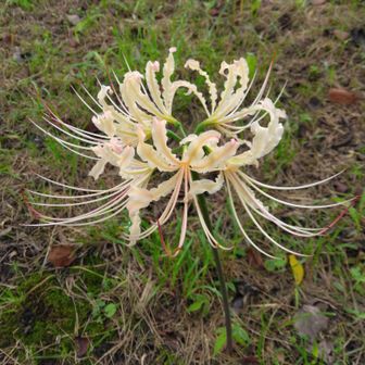 白い曼珠沙華は6年前の羽黒山公園以来
ココで見られるとは何だかスゴく得した気分