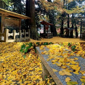 九州のお伊勢さんと言われる…
由緒ある空気が漂う拝殿✨️🙏✨️
銀杏の黄金の絨緞✴️