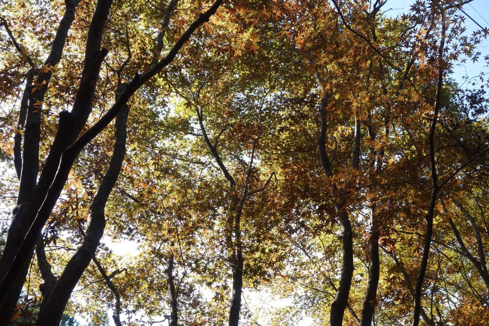 ここだけ、凄い紅葉🍁😍