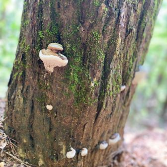 梅雨だから冬虫夏草を見つけるチャンスのハズ！見つけたい！