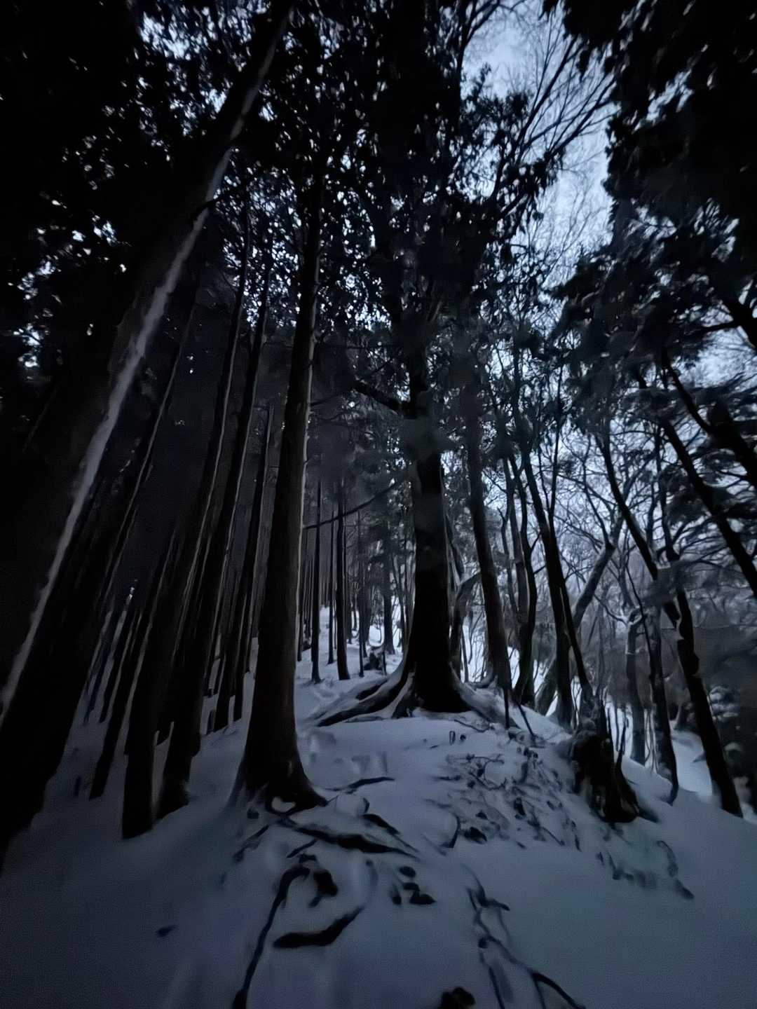 日が登り始めてライトなしでも見えるように