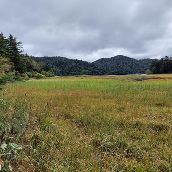 降りてきて大江湿原を眺める