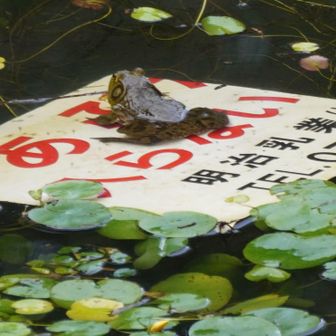 ウシガエル
此方も外来種。アメリカザリガニと共に日本へ連れて来られ、各地で逞しく繁殖している