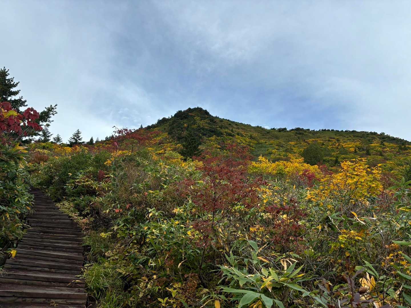 すっかり色付いている🍁