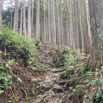 狭くて角度がある道になります。この先に分岐が出てきます。