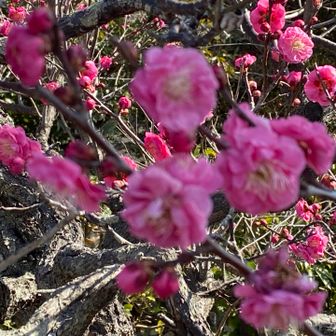こちらも良い香り
