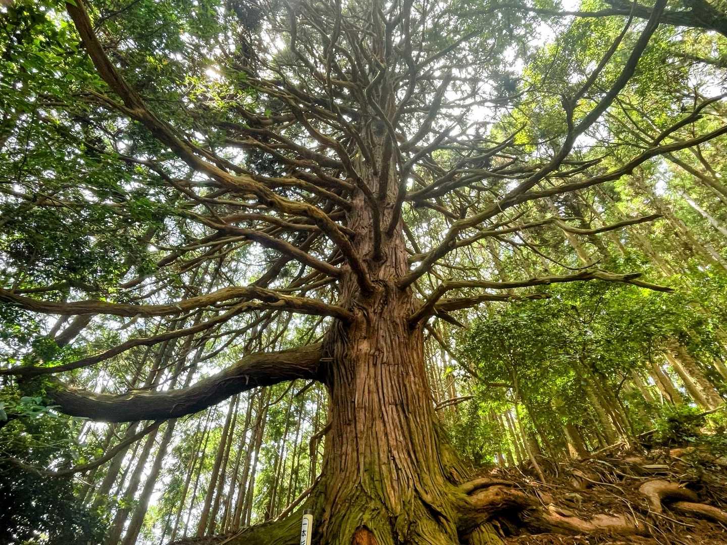 一本杉🌳