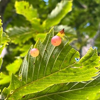 きれ〜な色やなー
実かおもたら
なんかの卵⁉️😂