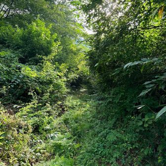 このルートは登山者が少ないようで、半分藪の箇所も。
クモの巣もだいぶ張られてました。
