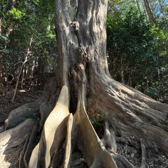 龍の右足🐉という立派な木🪾