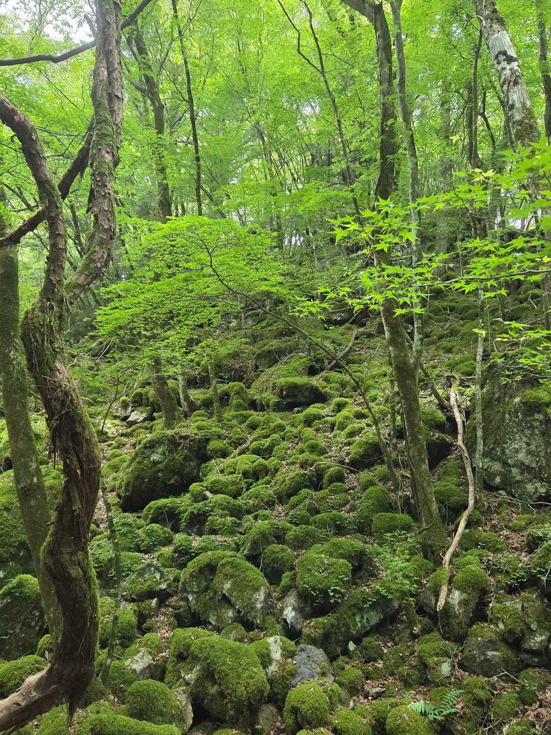 帰り道に苔の名所へ