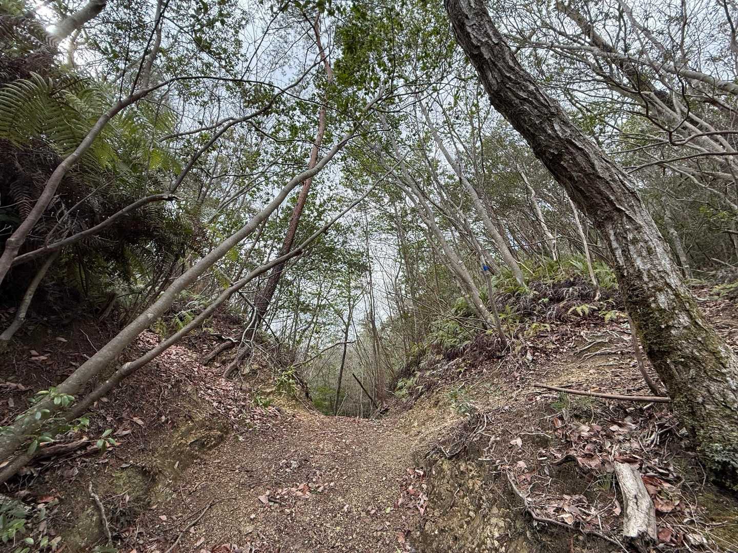 左　一本松山
右　大日山
戻りで奥に行ってしまう🫠