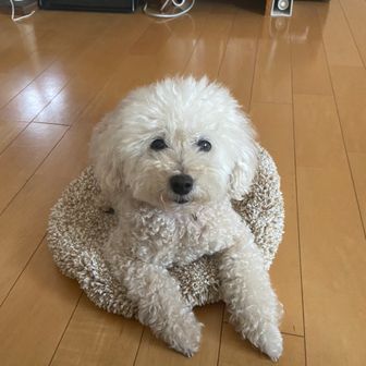 きゃさりん