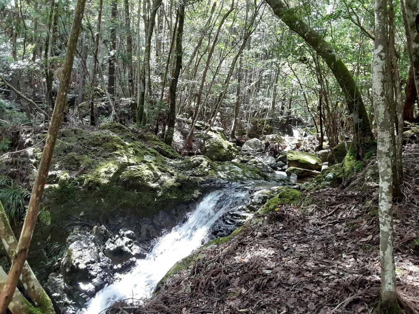 金輪寺-半国山-牛つなぎ広場 周回コースの写真