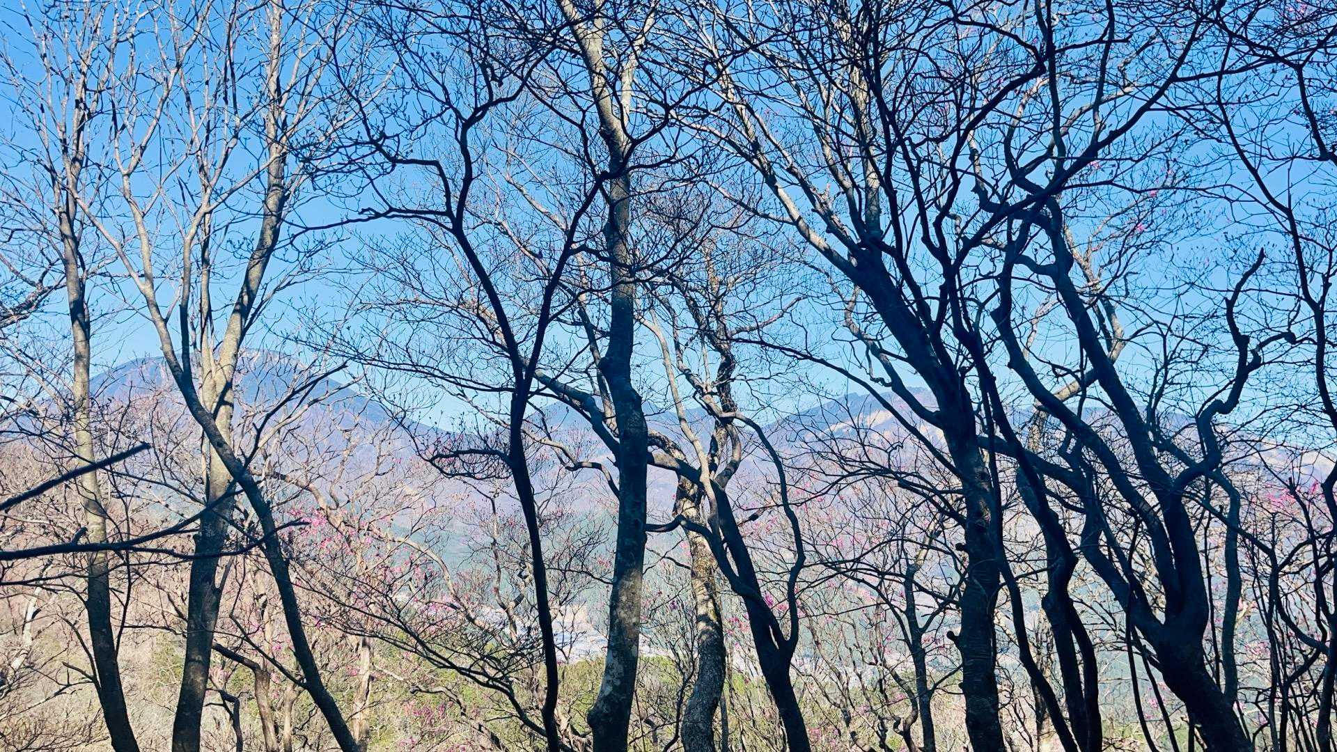 右手木越しに日光連山⛰️