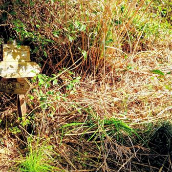 桜峠の標識
樹と草が茂り、展望も無し