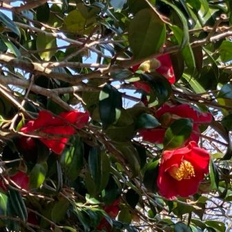 椿も咲いてます♪