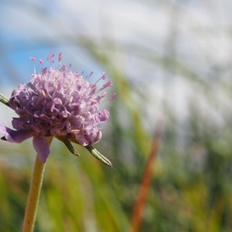 外側の花が落ちてマツムシソウのイメージが無くなっている