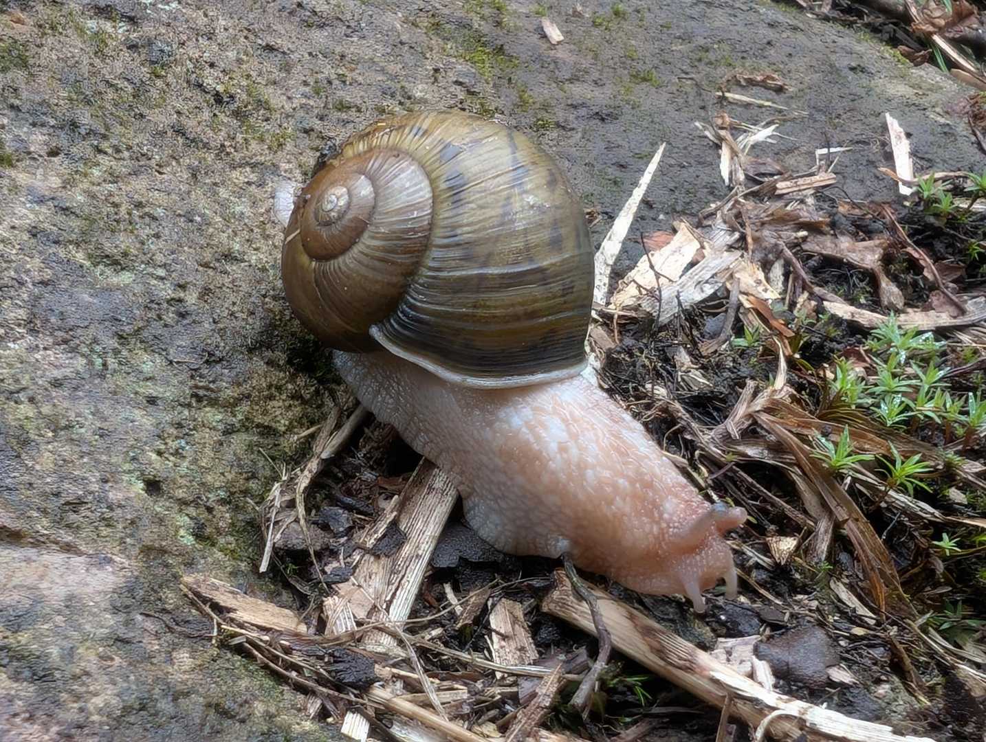 カタツムリ（中）