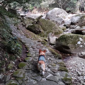 序盤は、石畳の快適な道になってます