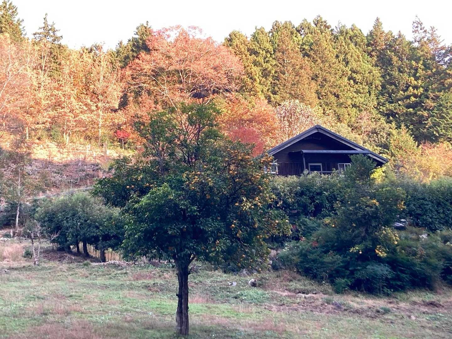 東吾野駅-福徳寺登山口-ユガテ-エビガ坂-武蔵横手駅 縦走コースの写真