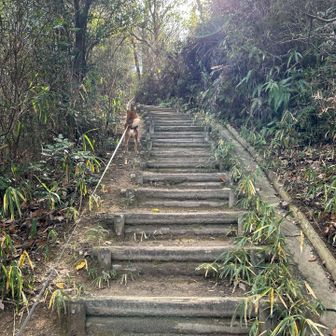 階段を駆け上がる光ちゃん🐕