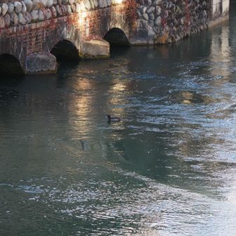 遠くにいるのがキンクロハジロ