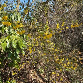 もみじ平下まで来ました
レンギョウが咲いてました

もみじ平トイレは閉鎖中

高尾山のメイン登山道に
入ると突然人が増えて
午前中の静かな南高尾とはまるで
別の山みたいです