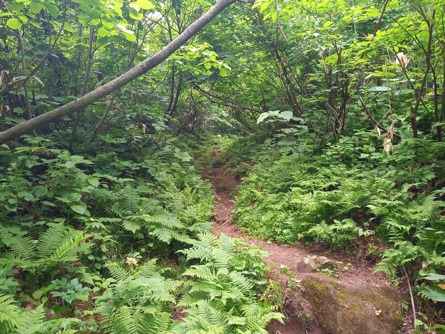 登り始めは緑いっぱいな登山道。