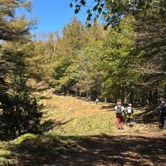 歩きます！七ツ石山から先はしばらくなだらかな道だったと思う