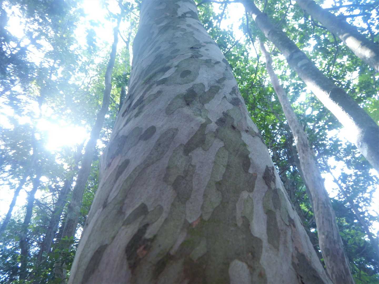 見事なナツツバキ