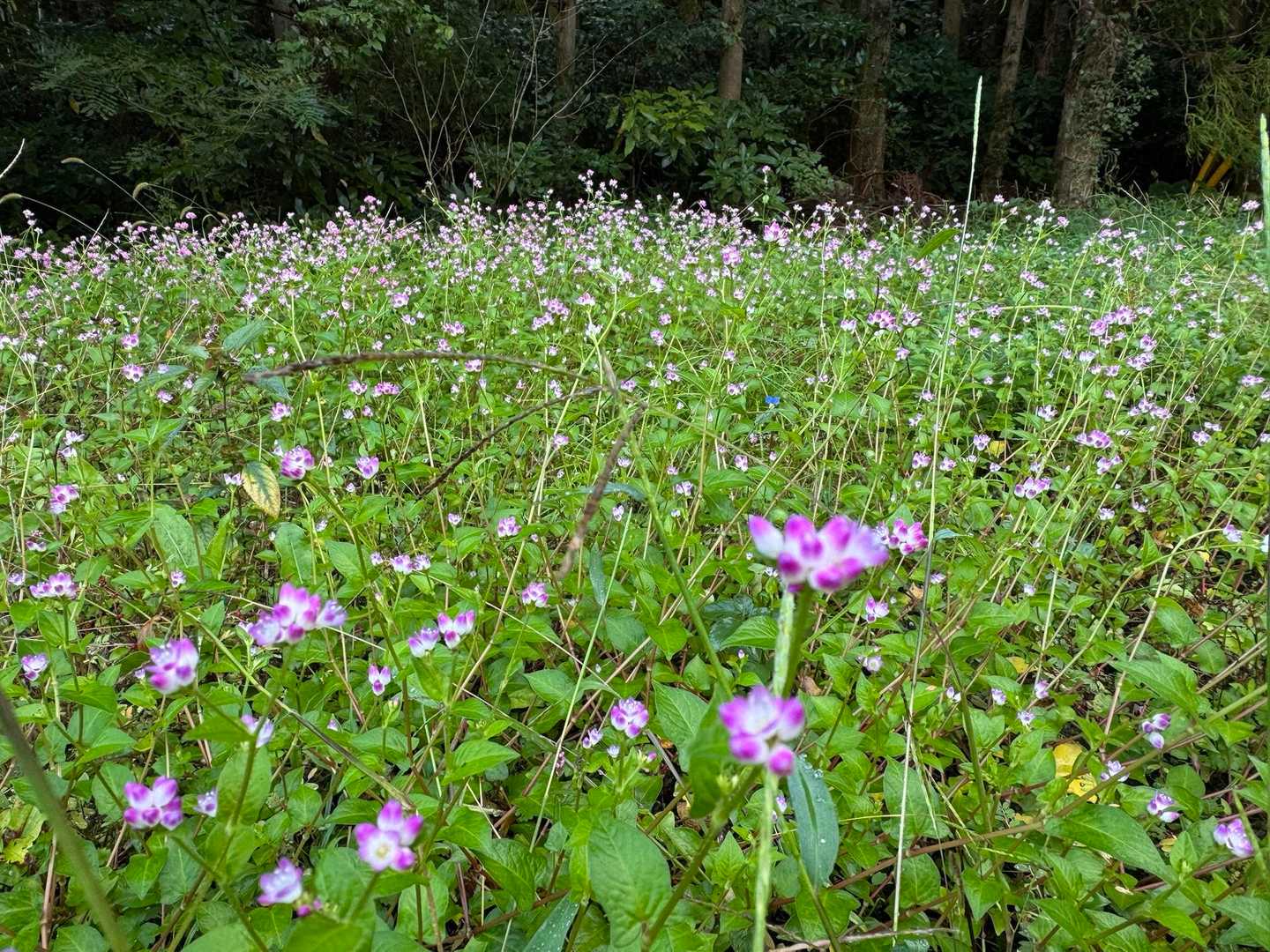 ミゾソバのお花畑💕