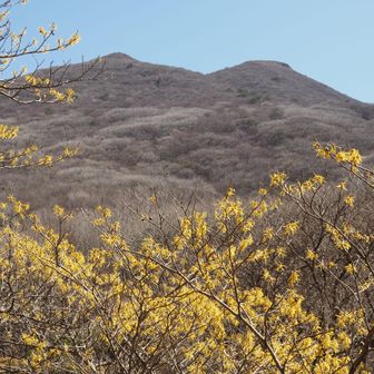 くじゅうにも春が来た（マンサクが見頃です）-2024-03-16 / kojiの登山