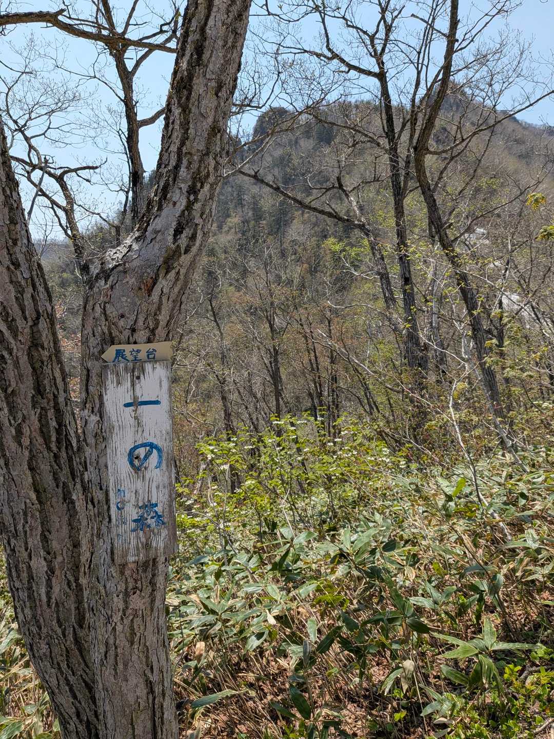 剣山神社-一の森 往復コースの写真