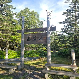 麦草峠
