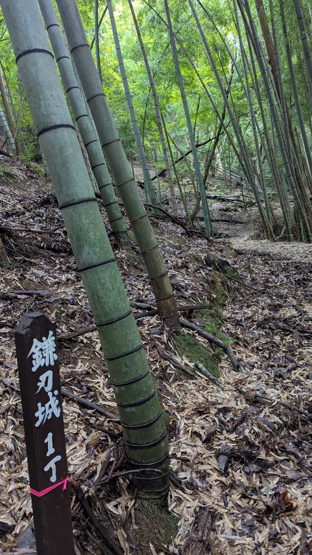 一丁から撮りだした私。