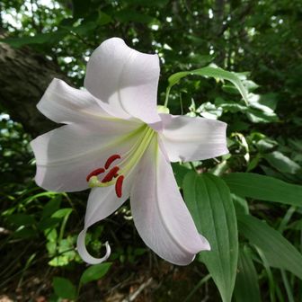 ササユリさん、おはようございます。
今日はよろしくお願いします。