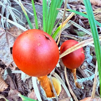 プチトマト🍅みたいなタマゴダケ🍄さん😌