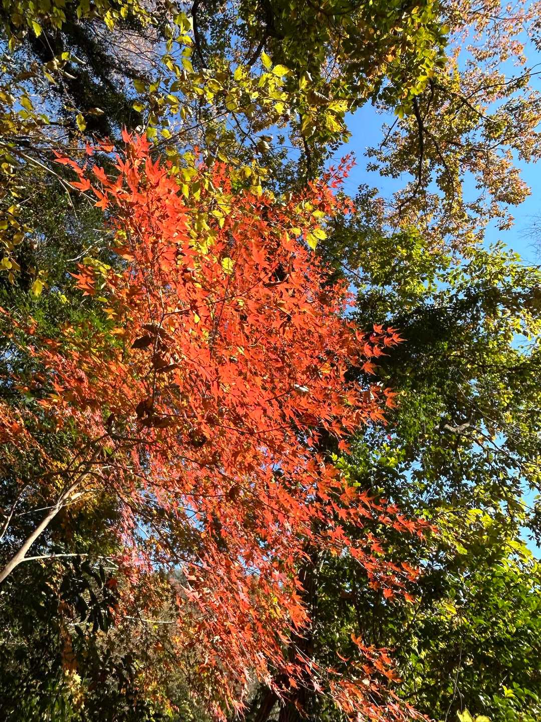 紅葉そろそろ終わり