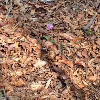 カタクリの花が一輪咲いていました。