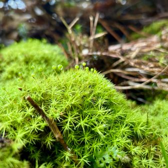 タマゴケの目玉が飛び出してます👀
