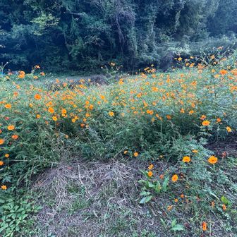 最後はオレンジのコスモスが出迎えてくれました🌼
激痛に耐えながらも、無事に下山できてよかった😮‍💨

今回で、これまでに足をグネった時の共通点に気付けました。
下山時の段差の最終段‼︎
最後は足元を見てないんですよ⚠️
絶対それですわ‼︎

とゆーことで、今後に活かせる大きな収穫を得た山行でした👍

痛いけど病院にも行かず自力で治します✊