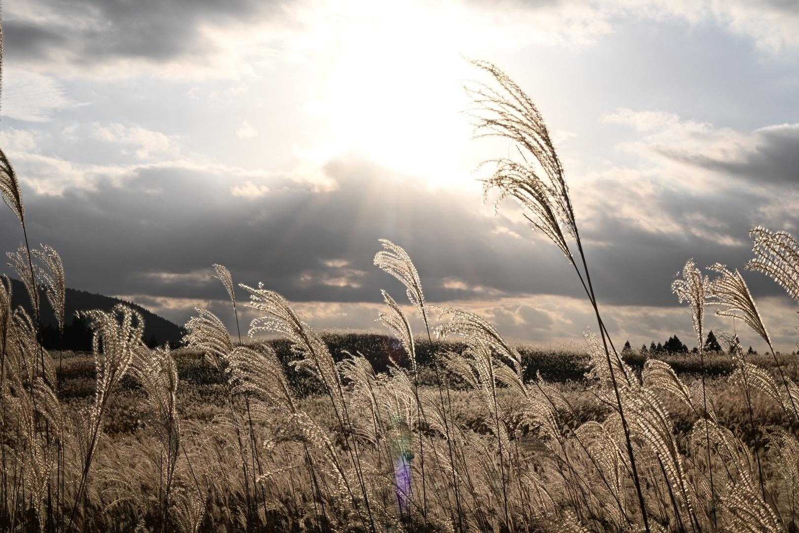 夕日に照らされたススキ🌾