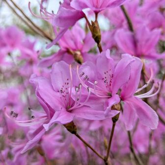 ミツバツツジかなぁ〜
２輪が寄り添ってる💞