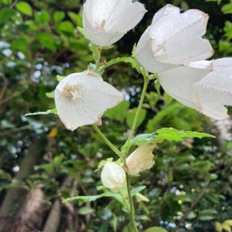 この花が咲くと夏が来るって感じがしますね。