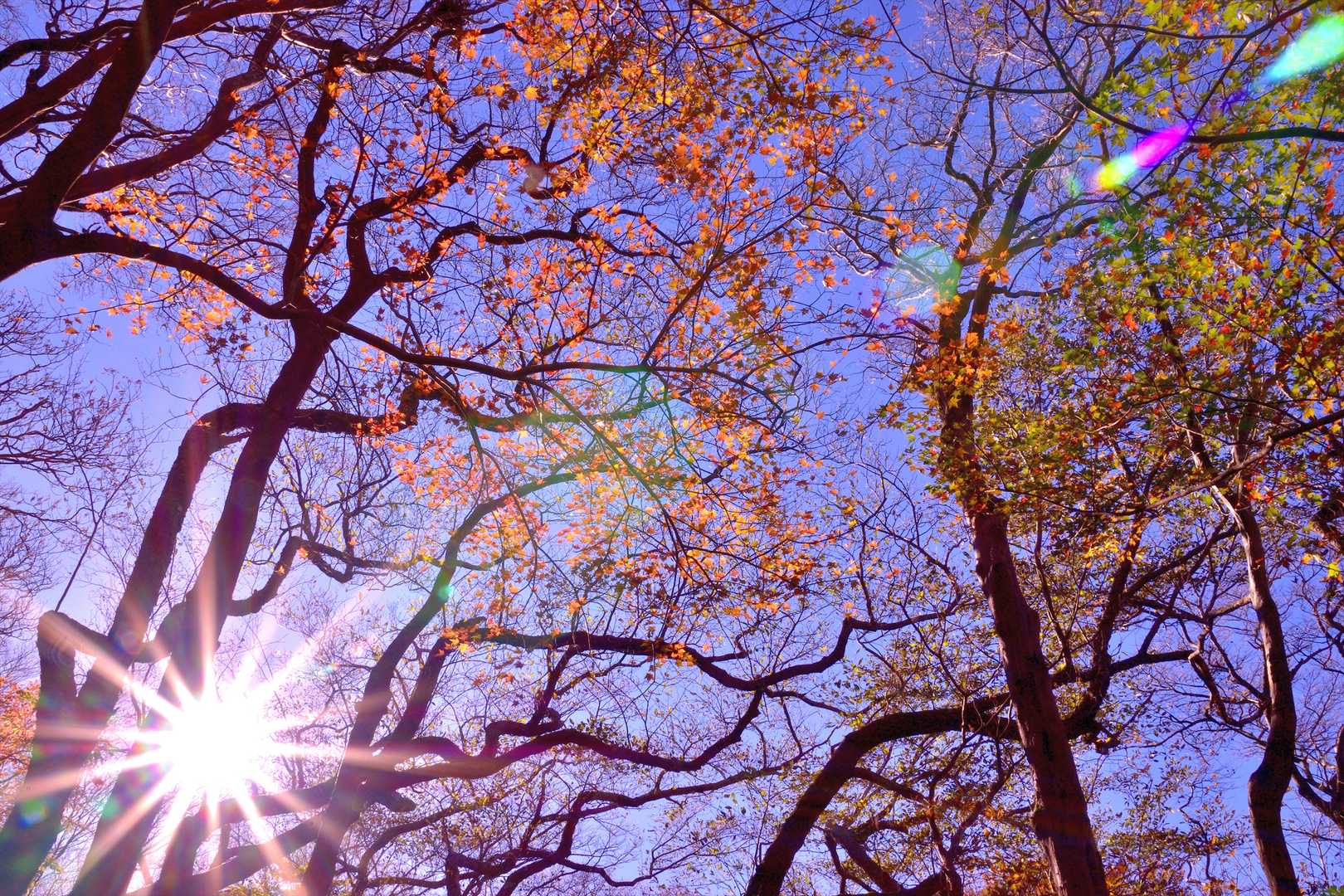 紅葉はすっかり終わってしまった感あるけど、ところどころ色づいてて映えてました。