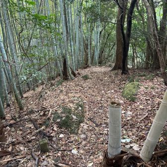 後は　竹林🎋下りるだけ