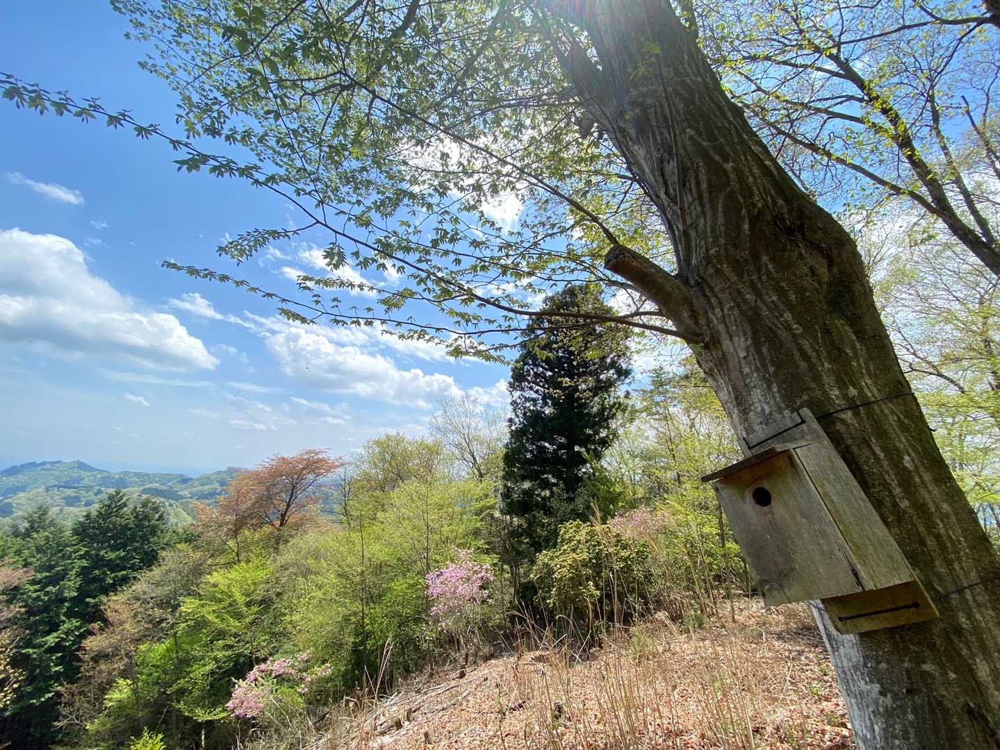 逆川ノ丸は、巣箱がある広場。
鳥のさえずりの中、見事な眺望
😍